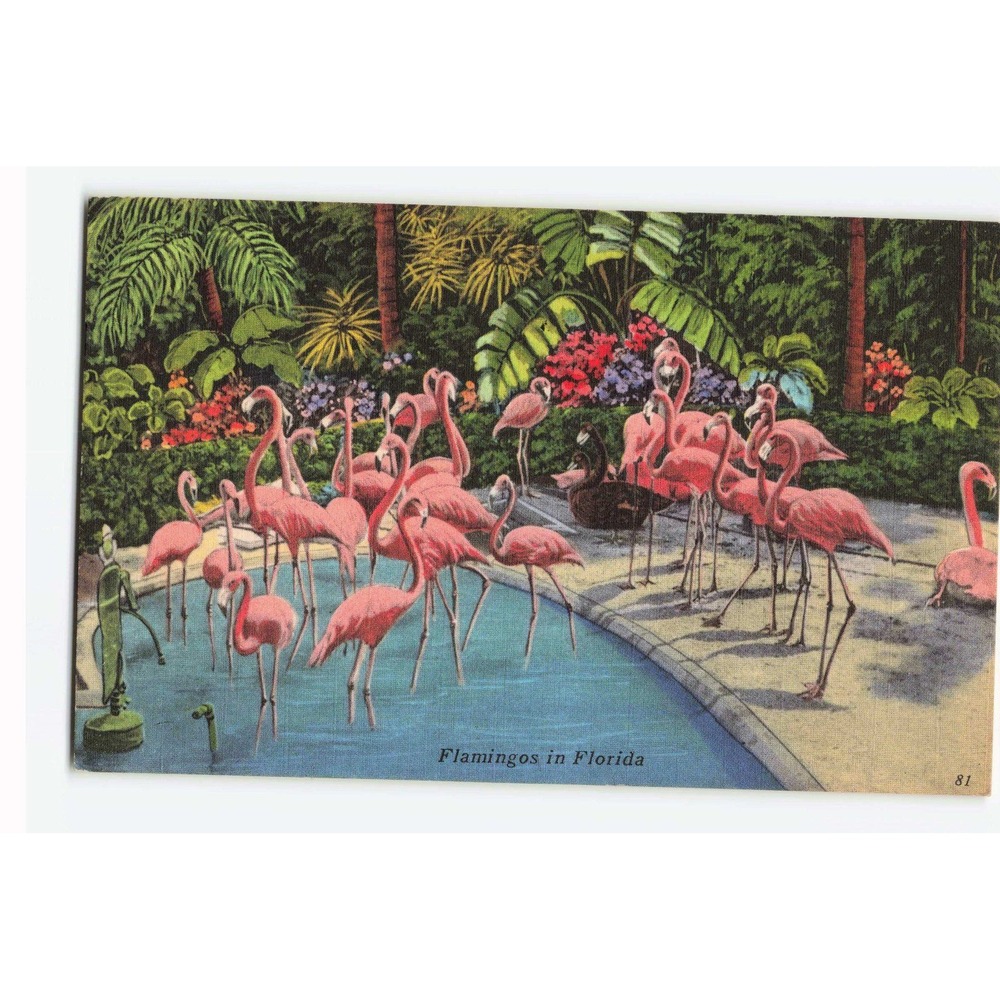 Vintage Flamingos in Florida Linen Postcard Miami Tropical Hobbyland 1961 81